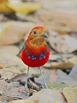 Malaysia: Blue Banded Pitta Erythropitta arquata Sabah, Ma