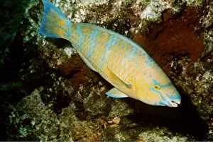 Parrotfish: BLUE BARRED PARROTFISH - Female