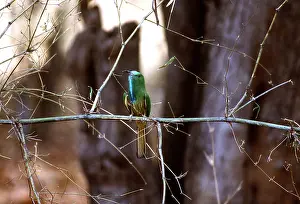 Joanna Van Gruisen: BLUE-BEARDED BEE-EATER - on branch
