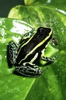 Epipedobates: Blue-bellied Poison Dart Frog