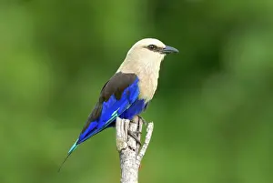 Riverine: Blue-bellied Roller