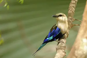 Riverine: Blue-bellied Roller