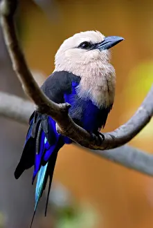 Cyanogaster: Blue-bellied Roller