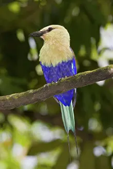 Jurong: Blue-bellied Roller