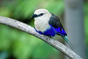 Cyanogaster: Blue-Bellied Roller