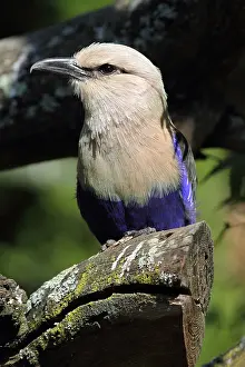 Zoological: Blue-bellied Roller (Coracias cyanogaster) on a