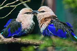 Roller: Blue - bellied Roller, pair courtship displaying