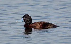 Oxyura: Blue-billed Duck - Male