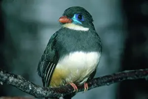 Trogon: Blue-billed Trogon