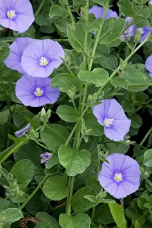 Convolvulus: A blue bindweed from S. Europe and N. Africa