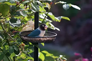Lovebird: Blue Black-Cheeked Lovebird escaped bird on garden