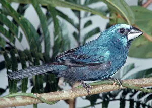 Grosbeaks: Blue-black Grosbeak