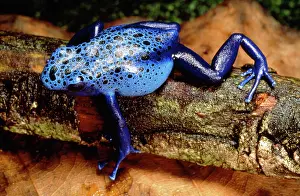 Azureus: BLUE & BLACK POISON ARROW / DART FROG
