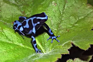 Auratus: Blue and black Poison Dart Frog (Dendrobates