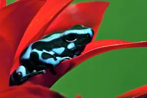 Panama: Blue and black Poison Dart Frog, Panama