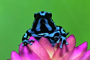Panama: Blue and black Poison Dart Frog, Panama