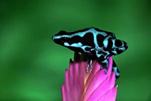 Panama: Blue and black Poison Dart Frog, Panama