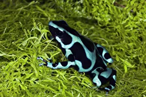 Panama: Blue and black Poison Dart Frog, Panama