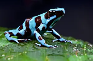 Amoenus: Blue and black poison frog (Dendrobates auratus)