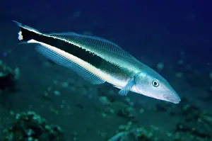 False: Blue Blanquillo - Coral Garden dive site, Tulamben