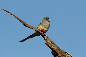 310517: Blue Bonnet A4352 2