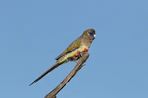 310517: Blue Bonnet A4359 2