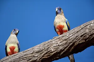 Bluebonnet: Blue Bonnet / Bluebonnet / Bluebonnet Parrot or
