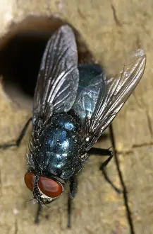 Belgium: Blue Bottle (Calliphora vomitoria) on wood, Bel