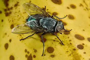 Container: Blue Bottle Fly, Calliphora vicina, on Banana