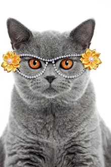 310320: Blue British Shorthair Cat, 6 months old wearing glasses