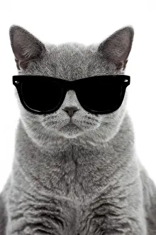 310320: Blue British Shorthair Cat, 6 months old wearing sunglasses