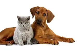 Rhodesian: Blue British Shorthair Male Cat and Rhodesian R