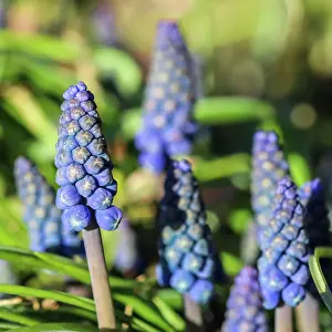 Hyacinth: Blue buds flowers (Muscari armeniacum) or Grape
