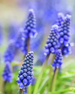 Hyacinth: Blue buds flowers (Muscari armeniacum) or Grape