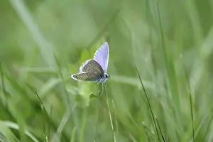 Plane: Blue butterfly (Polyommatus icarus)