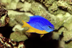Damsel: Blue / Caerulean Damselfish