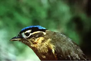 Don Hadden: Blue-capped Babbler / Blue-capped Ifrit
