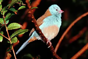 Bleu: Blue-capped Cordon-bleu