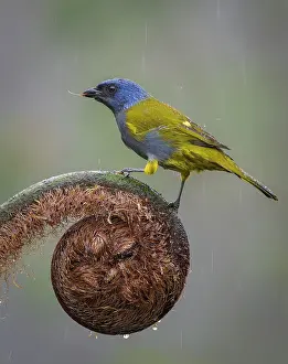 Shade: Blue-capped Tanager (Sporathraupis cyanocephala)