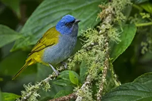 Blanco: Blue-capped Tanager (Thraupis cyanocephala) Rio