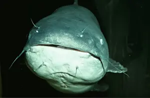 Catfishes: Blue Catfish