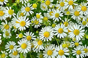 Mayweed: Blue chamomile (Matricaria chamomilla) flowering