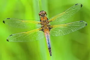 Scarce: Blue Chaser