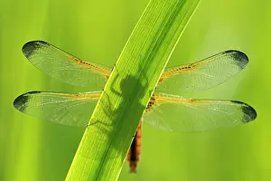 Scarce: Blue Chaser