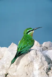 Maureen Brown: Blue-cheeked Bee-eater