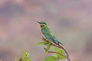 Yemen: Blue-cheeked Bee-eater - perched on branch