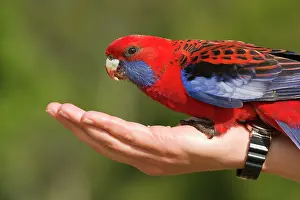 Platycercus: Blue-Cheeked or Crimson Rosella - A wild bird feeding
