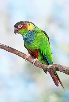Chested: Blue-chested Parakeet / Blue-throated Parakeet