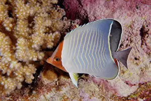 Butterflyfish: Blue chevron butterflyfish (Chaetodon larvatus)