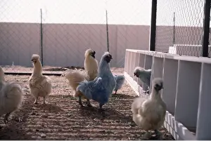 Chickens: BLUE CHICKENS